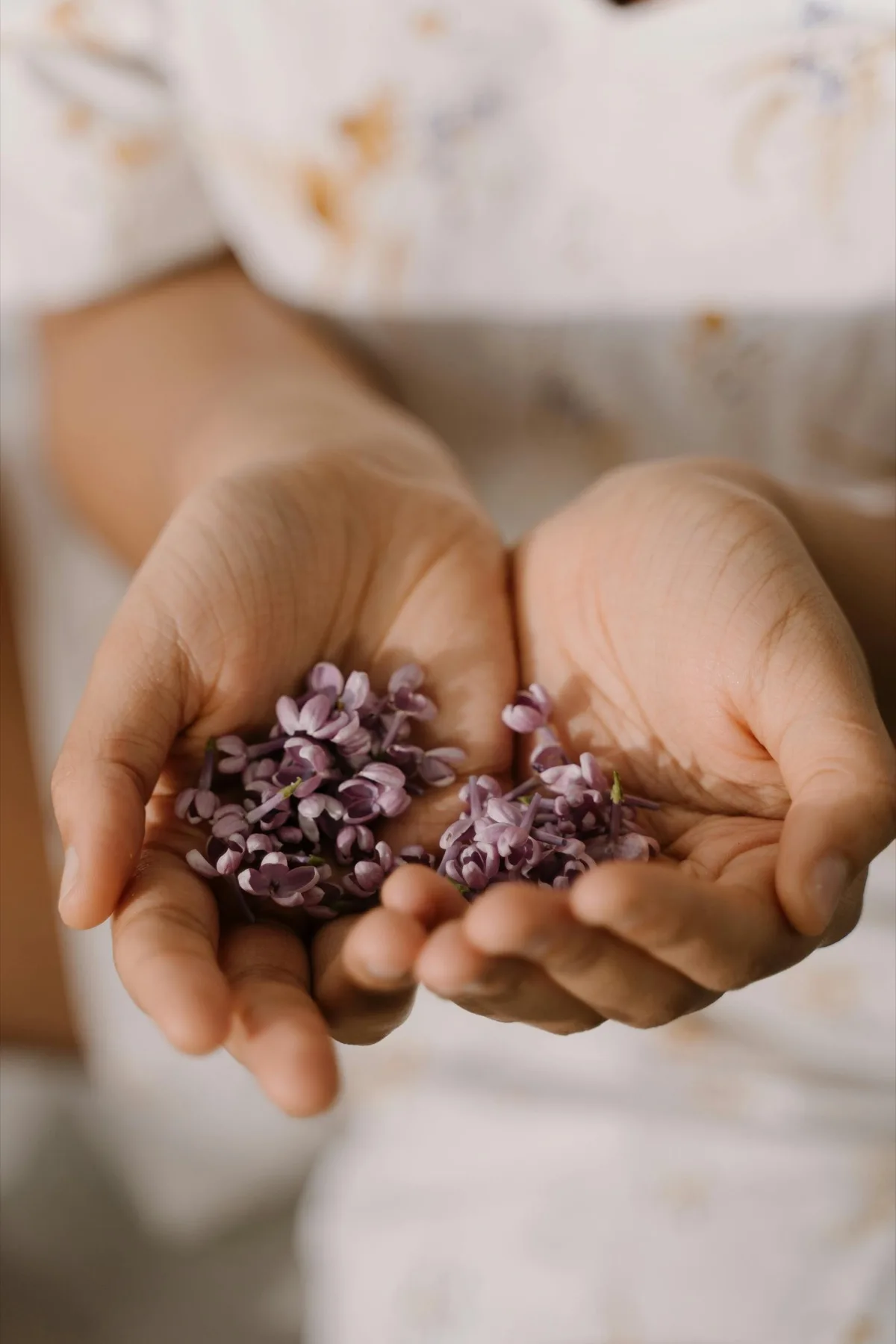 Hands holding small purple flowers